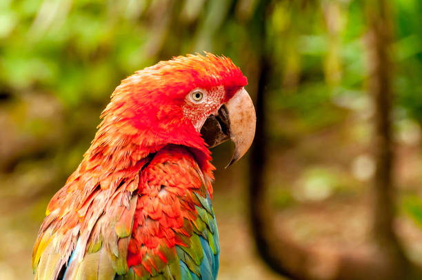 istock red-and-green macaw (Ara chloropterus), beautiful macaw in Brazil 1362617294