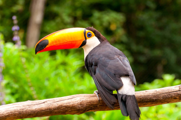 istock toco toucan (Ramphastos toco), beautiful common toucan in Brazil 1362617386