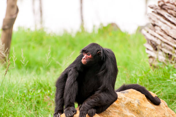 istock The red-faced spider monkey (Ateles paniscus) in Brazil. 1362617412