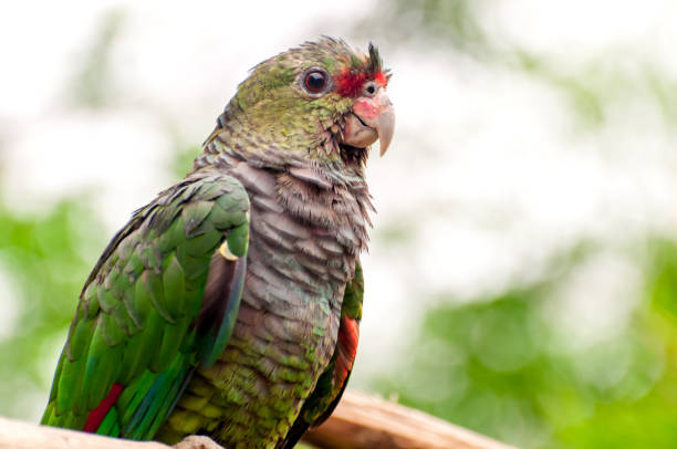 istock Beautiful vinaceous-breasted amazon (Amazona vinacea), Brazilian bird, parrot. 1362618266