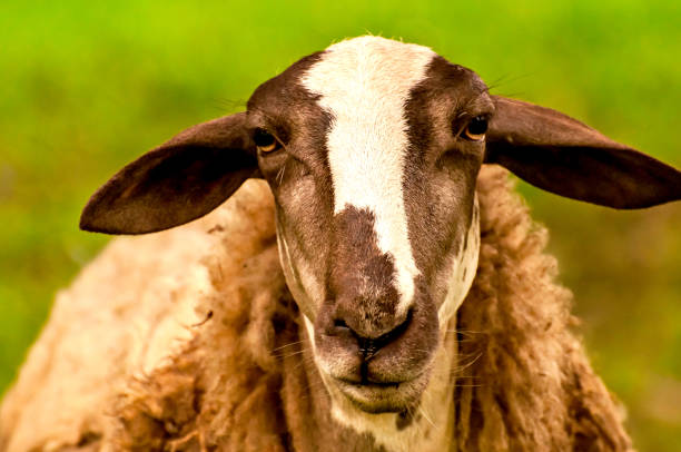istock Beautiful sheep portrait looking at camera. 1362618299