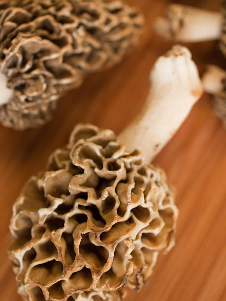 grzyby morel - morel mushroom edible mushroom food bizarre zdjęcia i obrazy z banku zdjęć