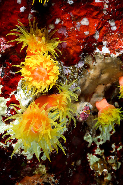 istock Sun Coral Beauty 136261928