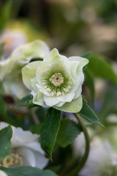 istock Helleborus orientalis Double Ellen White 1362620219