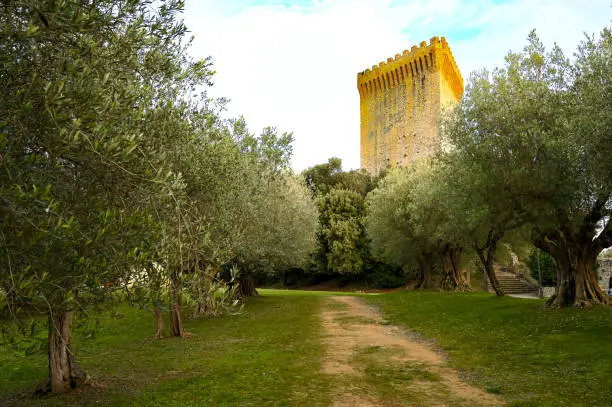 Park with olive trees in Castiglione del Lago