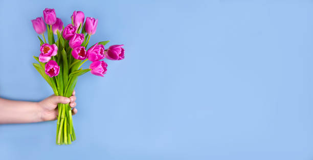 istock Pink tulips flowers in hand on a blue background. 1362621306