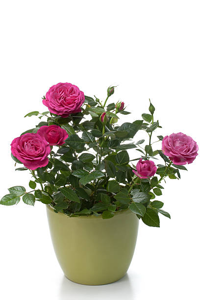 istock Miniature Rose house plant 136262381