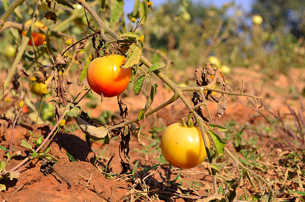 Growing tomato stock photo