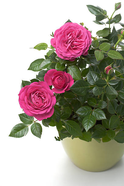 istock Miniature Rose house plant 136262471