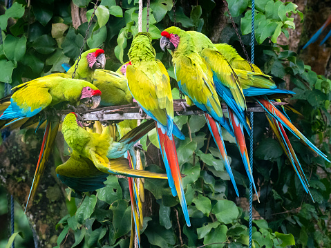 The great green macaw (Ara ambiguus), a.k.a. Buffon's macaw or the great military macaw - a Central and South American parrot found in Nicaragua, Honduras, Costa Rica, Panama, Colombia and Ecuador.
The image taken in a tropical rainforest of Gandoca - Manzanillo National Wildlife Refuge in Costa Rica.