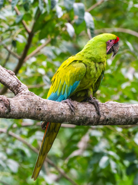 istock Beautiful Great green macaw sitting on tree 1362626819