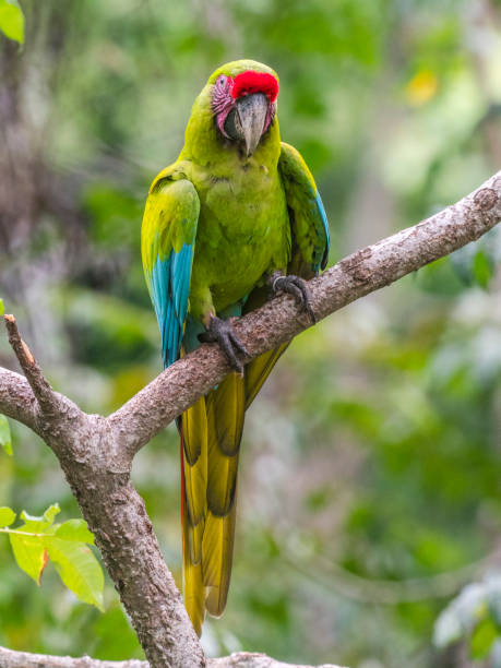 istock Great green macaw in Costa Rican rainforest 1362626825