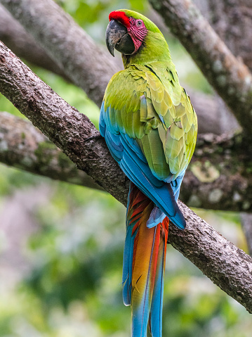 The great green macaw (Ara ambiguus), a.k.a. Buffon's macaw or the great military macaw - a Central and South American parrot found in Nicaragua, Honduras, Costa Rica, Panama, Colombia and Ecuador.
The image taken in a tropical rainforest of Gandoca - Manzanillo National Wildlife Refuge in Costa Rica.