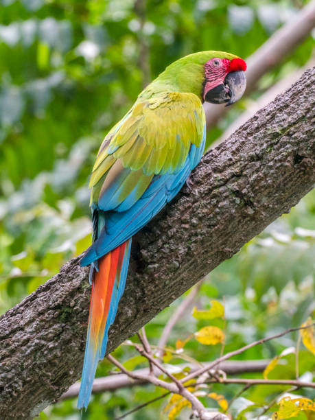 istock Great green macaw in Costa Rican rainforest 1362626827