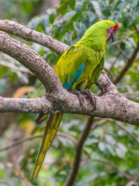 istock Coista Rican Great green macaw 1362626834