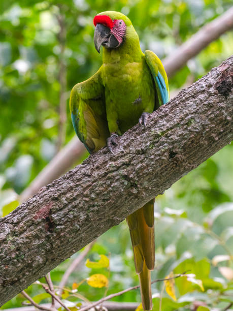 istock Coista Rican Great green macaw 1362626839