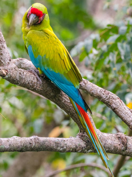 istock Coista Rican Great green macaw 1362626840