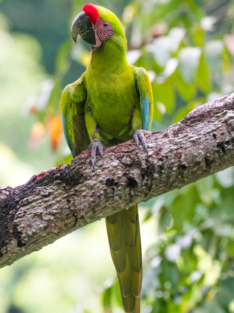 istock Coista Rican Great green macaw 1362626844
