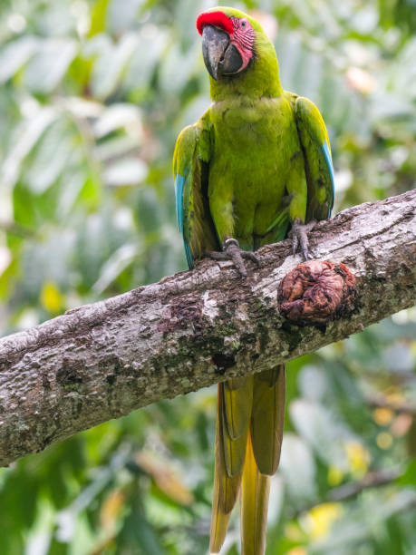istock Coista Rican Great green macaw 1362626845
