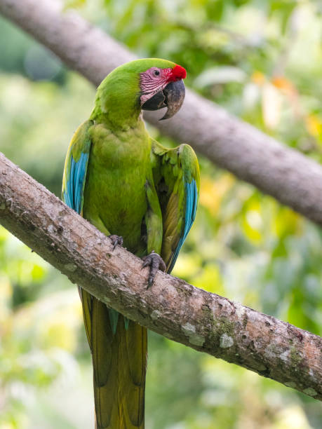 istock Coista Rican Great green macaw 1362626846