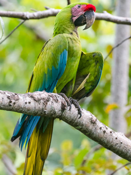 istock Colorful Great green macaw sitting on branch 1362626872