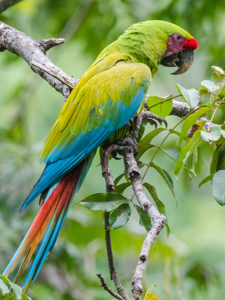 istock Colorful Great green macaw sitting on branch 1362626882