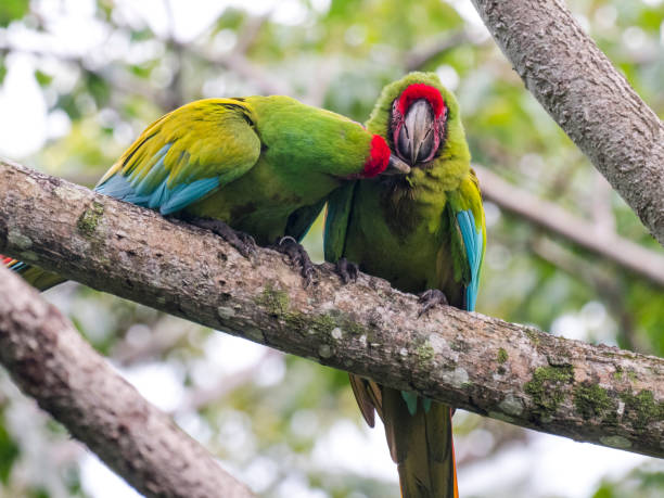 istock Two Great green macaws sitting on branch 1362626891