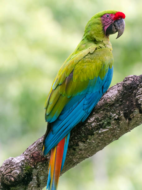 istock Colorful Great green macaw sitting on branch 1362626895