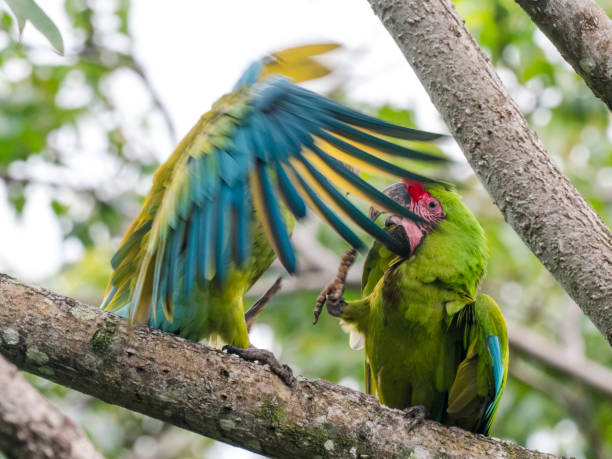 istock Two Great green macaws sitting on branch 1362626898