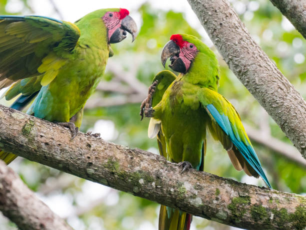 Two Great green macaws sitting on branch