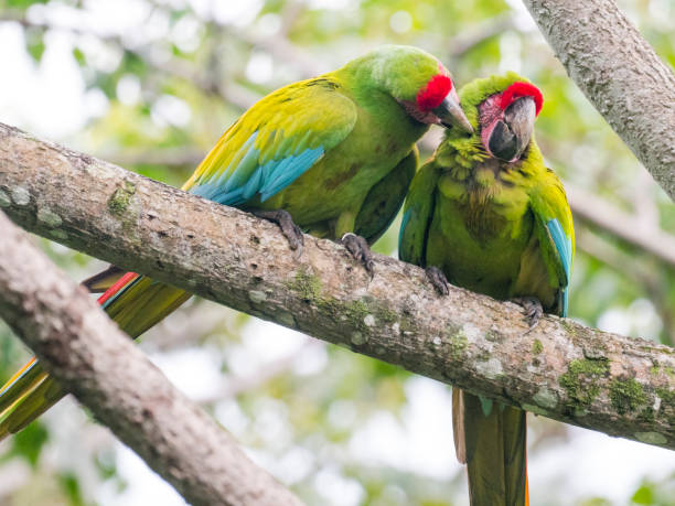 istock Two Great green macaws sitting on branch 1362626905