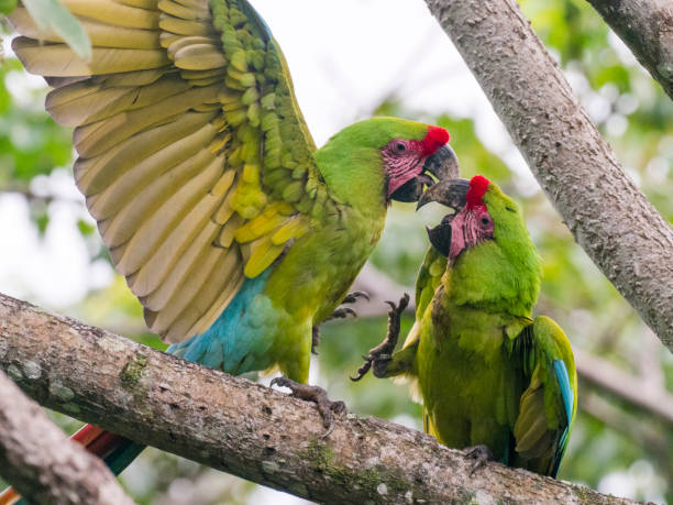 istock Two Great green macaws sitting on branch 1362626907