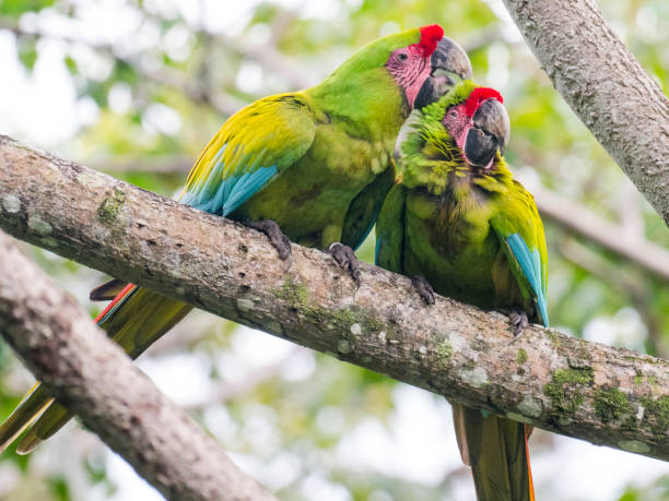 istock Two Great green macaws sitting on branch 1362626910