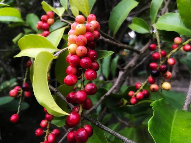 istock Buni fruit, Buni fruit which has the Latin name Antidesma bunius (L.) Spreng 1362626928