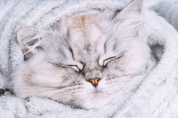 istock Cute grey persian cat sleeping or napping in cozy soft blanket. Cat warming under a plaid. Greeting card concept 1362627756
