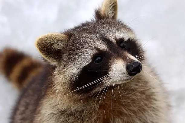 Portrait of a raccoon