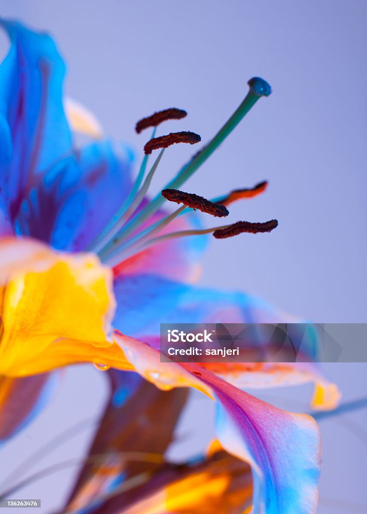 Flor de Lírio - Foto de stock de Individualidade royalty-free