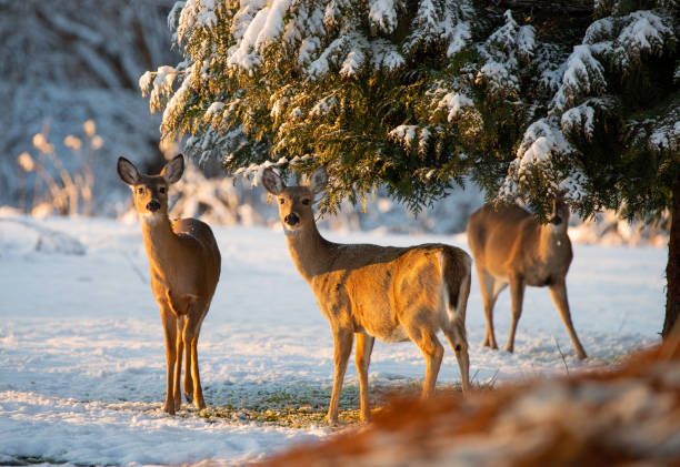 istock Deer in the park in winter 1362635809