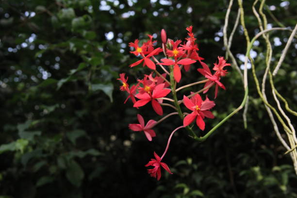 Red Orchid Flower Epidendrum Radicans Stock Photos, Pictures & Royalty-Free  Images - iStock
