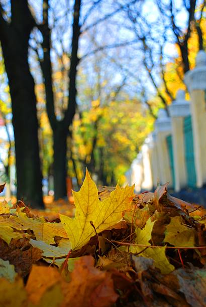 istock Autumn Town Park Leaves Acer 136263730