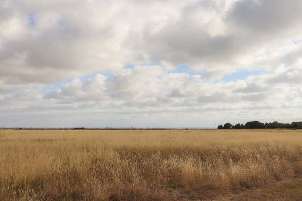 istock sky over the golden field 1362640714