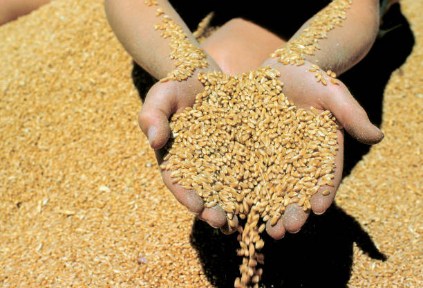 Wheat. stock photo