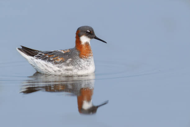 Beautiful adult Red-necked phalarope, northern phalarope or hyperborean phalarope, low angle view, side shot, in the morning floating on the sea in tropical climate, on the coastline of eastern Thailand.