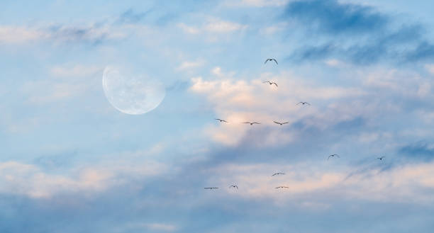 A Flock Of Birds Are Flying Together As The Full Moon Rises In The Sky
