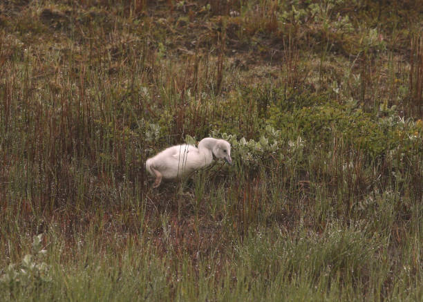 istock Whopper Swan (cygnet) (cygnus cygnus) foraging in a grassy meadow 1362646462