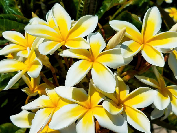 istock Yellow And White Frangipani Flowers 1362646594