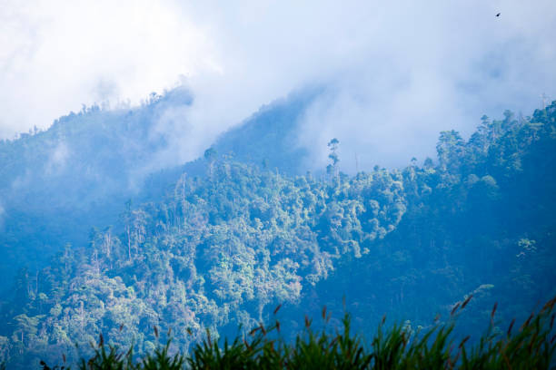 istock Mountain illuminated with sunlight at dawn, small green spaces, with old trees awaiting deforestation. 1362647285