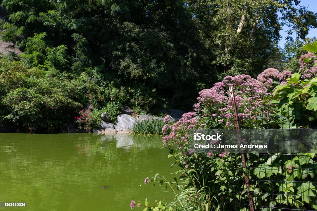 Flowers in front of Morningside Park Pond during the Summer in Morningside Heights of New York City A closeup of pink flowers and green plants in front of Morningside Park pond during the summer in Morningside Heights of New York City Beauty Stock Photo