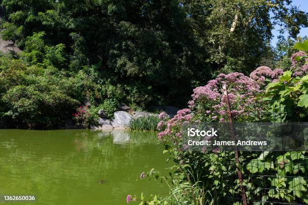Flowers In Front Of Morningside Park Pond During The Summer In Morningside Heights Of New York City Stock Photo - Download Image Now