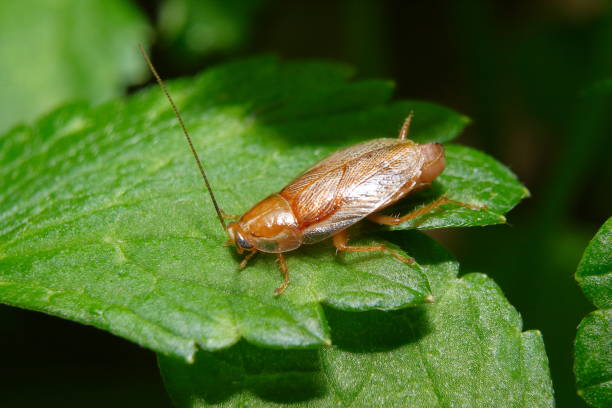 Brown Cockroach (Periplaneta americana). Brown Cockroach (Periplaneta americana), resting on a green leaf periplaneta americana stock pictures, royalty-free photos & images